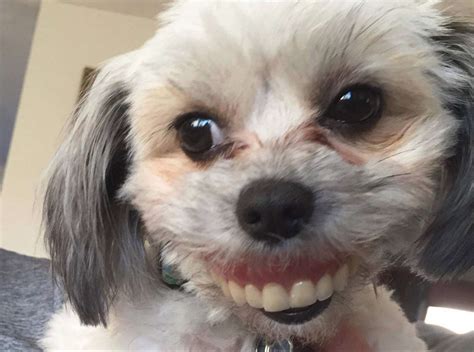 cachorro com dentadura